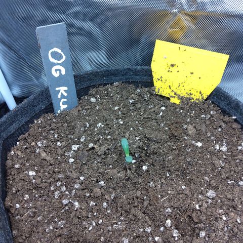 O. G. III growlog timeline photo