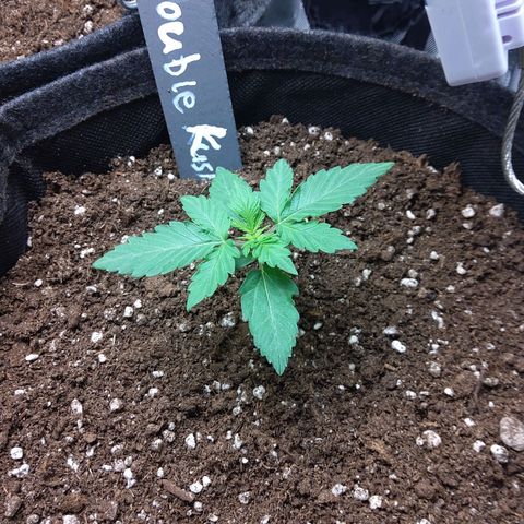 DK growlog timeline photo