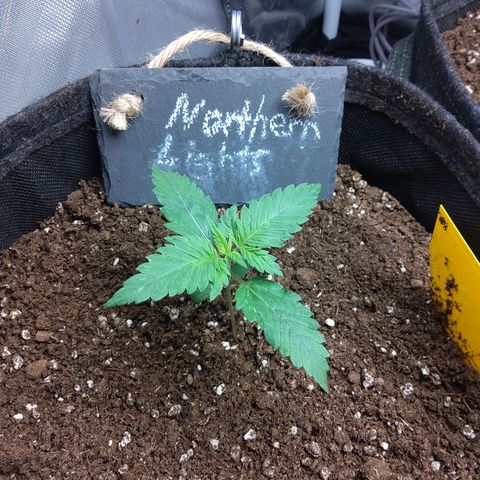 NL growlog timeline photo