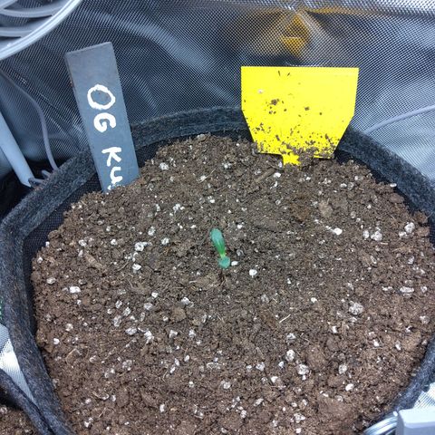 O. G. III growlog timeline photo
