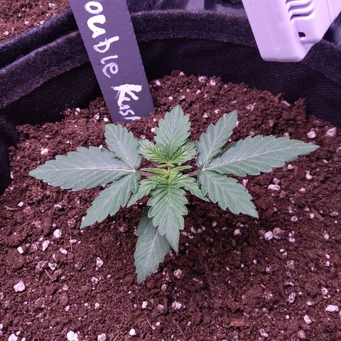 DK growlog timeline photo