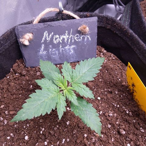 NL growlog timeline photo