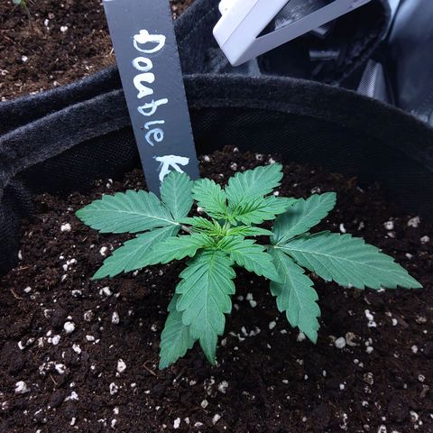 DK growlog timeline photo
