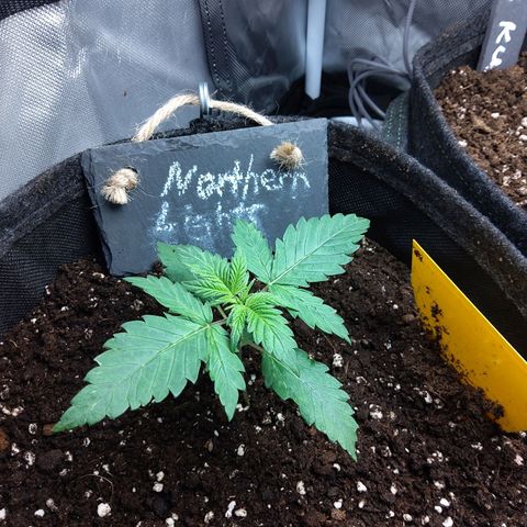 NL growlog timeline photo