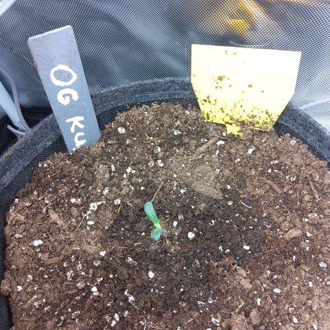 O. G. III growlog timeline photo