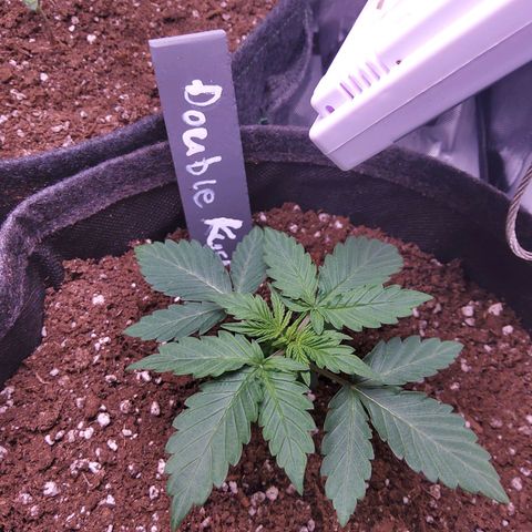 DK growlog timeline photo