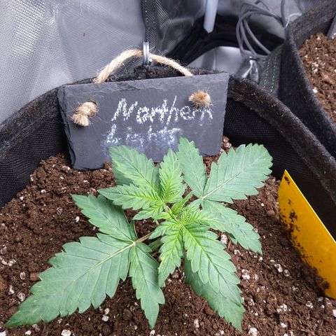 NL growlog timeline photo