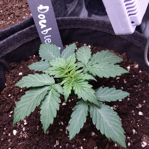 DK growlog timeline photo