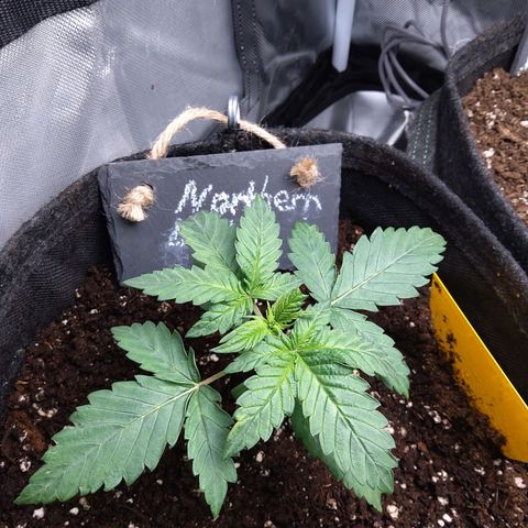 NL growlog timeline photo