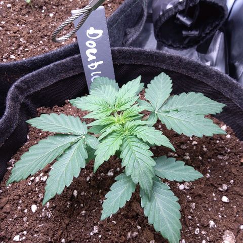 DK growlog timeline photo