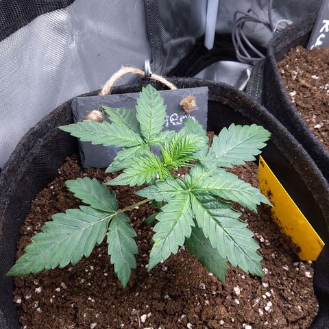 NL growlog timeline photo