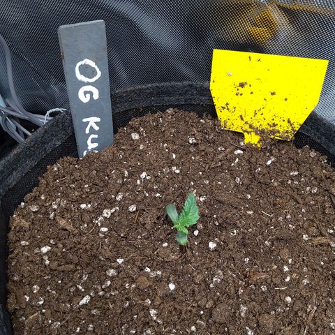 O. G. III growlog timeline photo