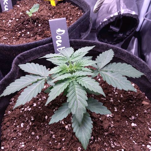 DK growlog timeline photo