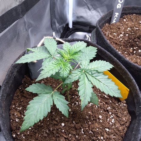 NL growlog timeline photo