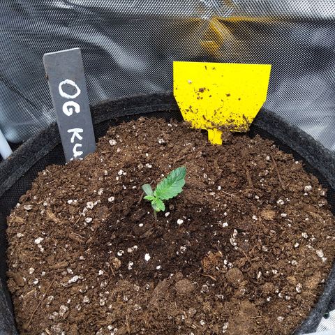 O. G. III growlog timeline photo