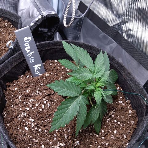 DK growlog timeline photo