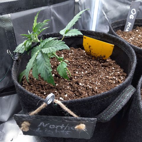 NL growlog timeline photo