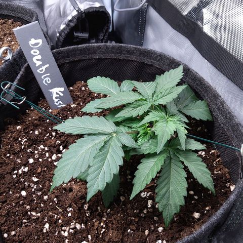 DK growlog timeline photo
