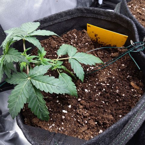 NL growlog timeline photo