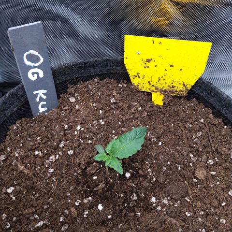O. G. III growlog timeline photo