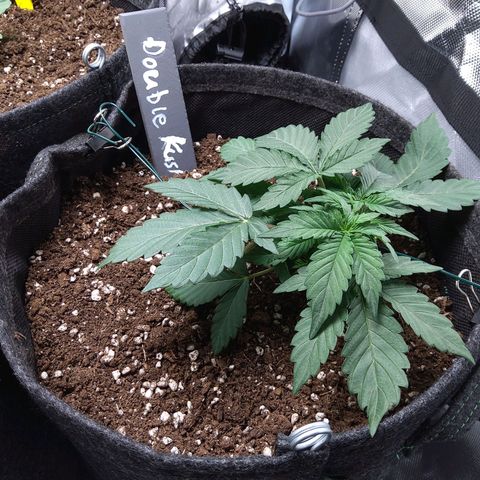 DK growlog timeline photo