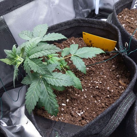 NL growlog timeline photo