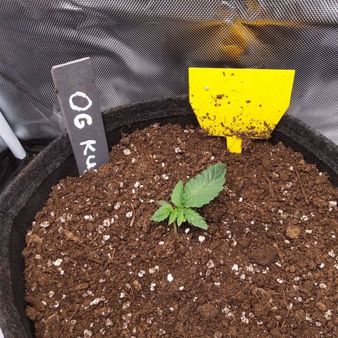 O. G. III growlog timeline photo