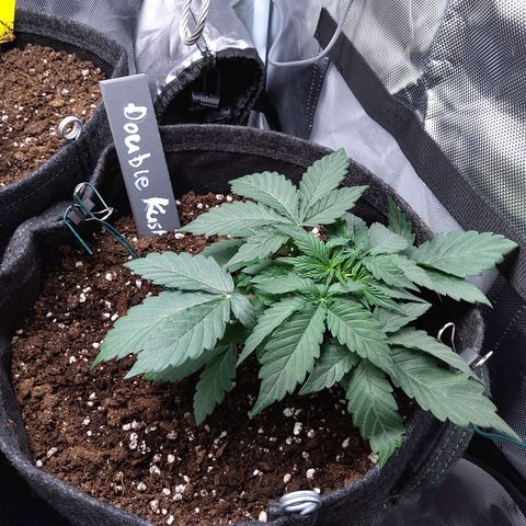 DK growlog timeline photo