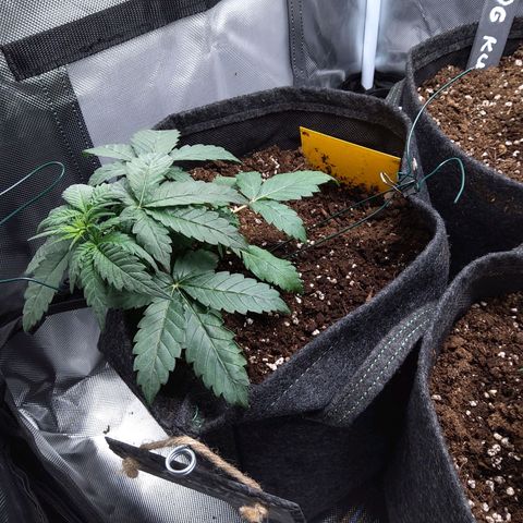 NL growlog timeline photo