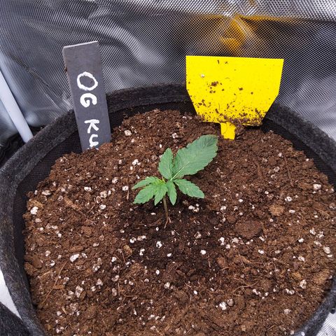 O. G. III growlog timeline photo