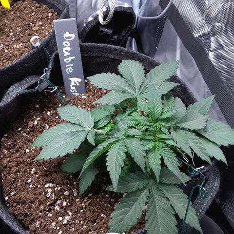 DK growlog timeline photo