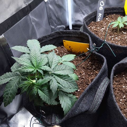 NL growlog timeline photo