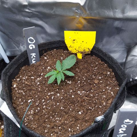 O. G. III growlog timeline photo