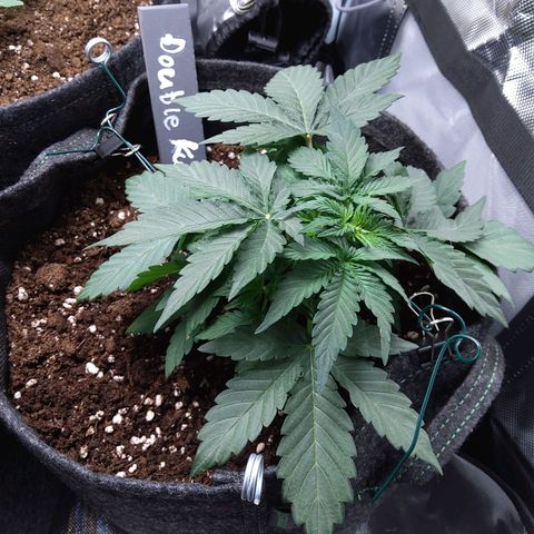 DK growlog timeline photo