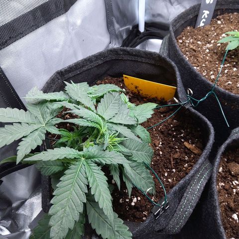 NL growlog timeline photo