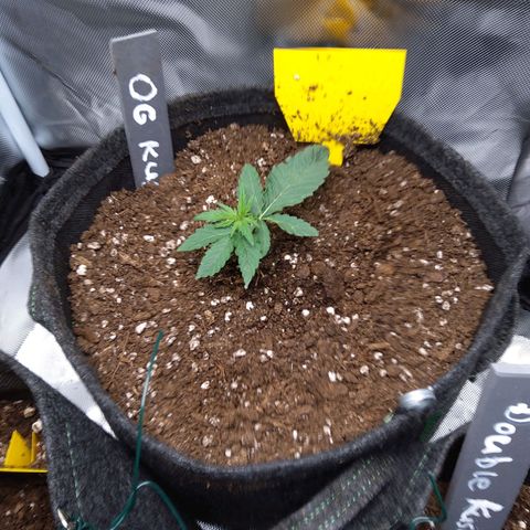 O. G. III growlog timeline photo