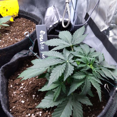 DK growlog timeline photo