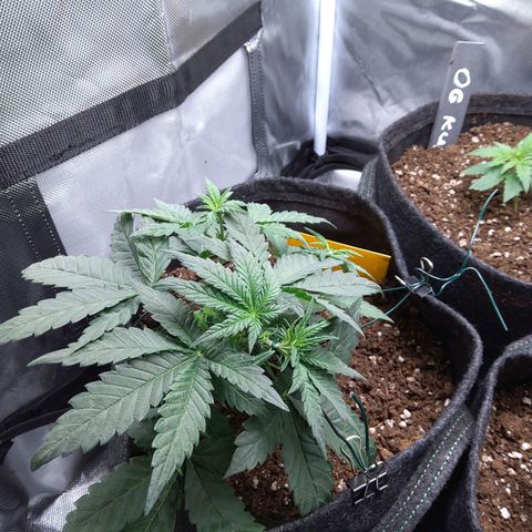 NL growlog timeline photo