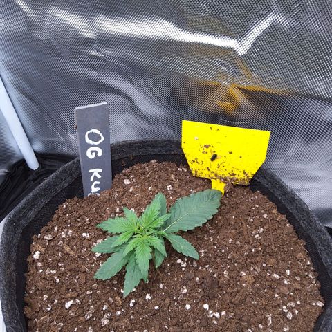 O. G. III growlog timeline photo