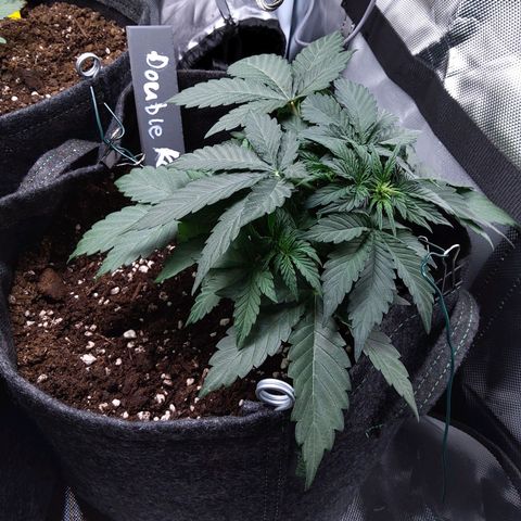 DK growlog timeline photo