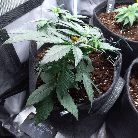 NL growlog timeline photo