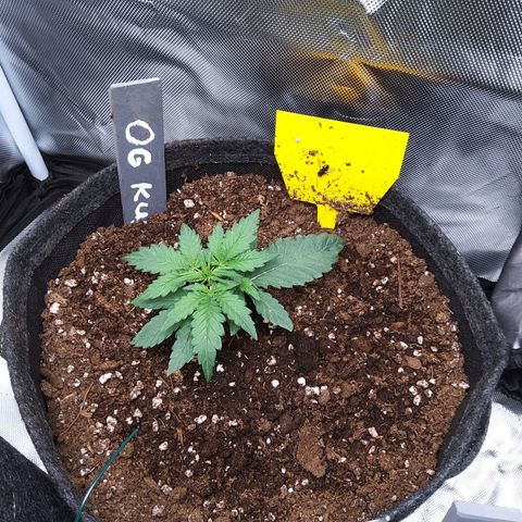 O. G. III growlog timeline photo