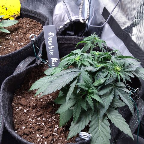 DK growlog timeline photo