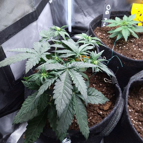 NL growlog timeline photo