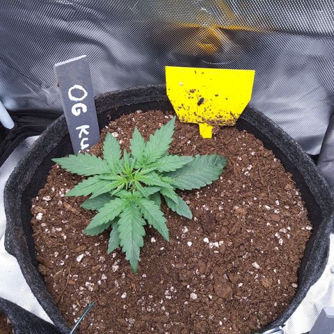 O. G. III growlog timeline photo