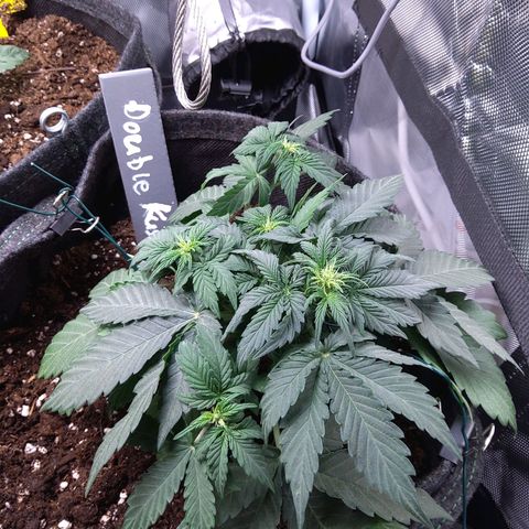 DK growlog timeline photo