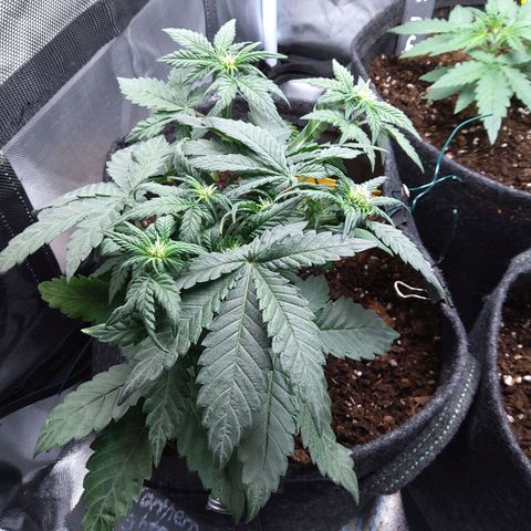 NL growlog timeline photo