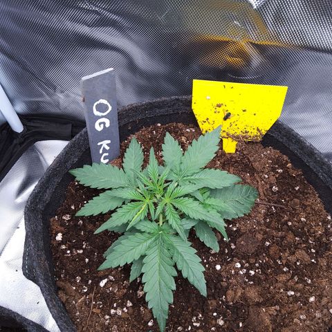 O. G. III growlog timeline photo