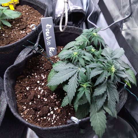 DK growlog timeline photo
