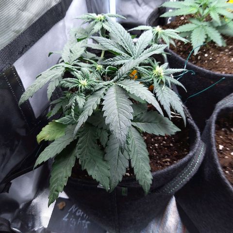 NL growlog timeline photo